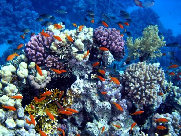 Искусственный коралловый риф в Дубае  (2)